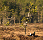 BB 08 0117 / Tetrao tetrix / Orrfugl